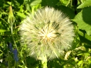 Meadow Goat's-beard
