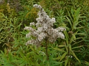 Canada Goldenrod