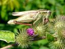More Two-striped Grasshoppers