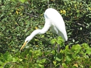 More Great Egrets