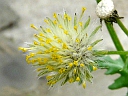Common Groundsel