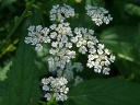 Japanese Hedge Parsley