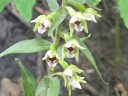 Common Helleborine