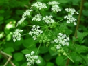 Poison Hemlock