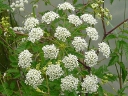 Spotted Water Hemlock