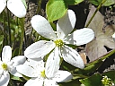 Sharp-lobed Hepatica