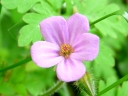 More Herb Robert