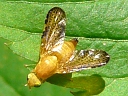 Fruit Fly (Icterica)