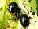 More Imported Willow Leaf Beetles