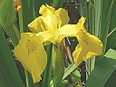 More Yellow Flag Iris