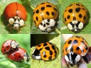 More Asian Ladybugs