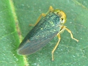 Jikradia olitoria