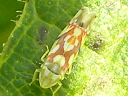 Erythroneura comes
