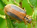 More Loosestrife Leaf Beetles