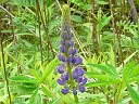 Large-leaved Lupine
