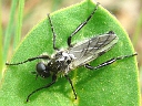 More Bibio albipennis March Flies