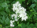 Tall Meadow-rue