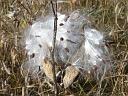 Common Milkweed