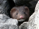 More Minks