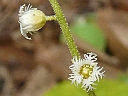 Miterwort