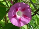 More Tall Morning Glory