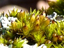 Orthotrichum Moss