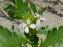 American Sea Rocket