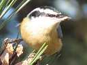 More Red-breasted Nuthatches