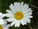 Ox-eye Daisy