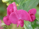 Everlasting Pea
