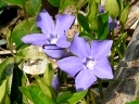 Periwinkle