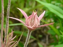 More Prairie Smoke