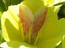 More Primrose Moths