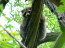 More Raccoons
