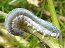 Monostegia abdominalis? larva