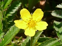 More Silverweed