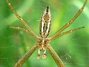 Black and Yellow Argiope male
