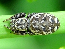 Peppered male