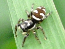 More Zebra Jumping Spiders