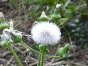 Spiny-leaved Sow Thistle