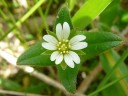 More Chickweed