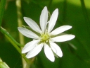 Stitchwort