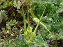 More Common Storksbill