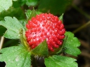 More Indian Strawberry