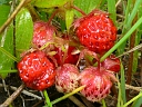 More Wild Strawberry