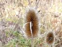 More Wild Teasel