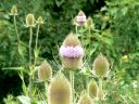 Wild Teasel