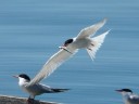 More Common Terns