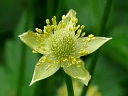 Thimbleweed