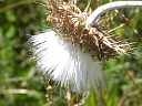 Nodding Thistle